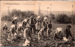 SELECTION  -  PLOUGASTEL DAOULAS  -  Cueillette Des Fraises - Plougastel-Daoulas