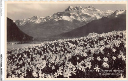 AKEP3-0228-SUISSE - Champ De Narcisses Et Dents Du Midi  - Autres & Non Classés