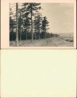 Foto  Wald - Landschaft 1955 Privatfoto Foto - To Identify