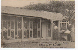 Bourgneuf En Retz : Elevage De Lapin Angoras Et Géants De Flandre - S'adresser Chez Mme Marie GLENEL - Bourgneuf-en-Retz