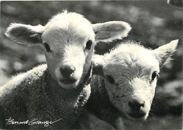 Animaux - Moutons - Les Jumeaux - Agneaux - Bernard Grange - CPSM Grand Format - Voir Scans Recto-Verso - Sonstige & Ohne Zuordnung