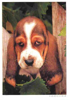 Animaux - Chiens - Basset - CPM - Voir Scans Recto-Verso - Chiens