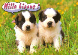 CPM - E - CHIEN - MILLE BISOUS ! CHIOTS SAINT BERNARD - Dogs