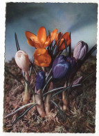 Fleurs Crocus - Fleurs