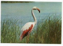 En Camargue Flamant Rose - Birds