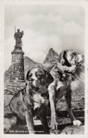 ET-SUISSE GRAND SAINT BERNARD CHIENS -N°C-4374-C/0395 - Berne