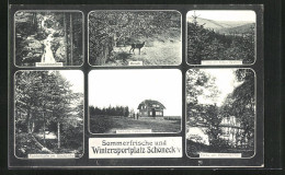 AK Schöneck I.V., Gasthaus Skihütte Falkenstein, Hirsch, Partie Am Herrenteich  - Falkenstein (Vogtland)