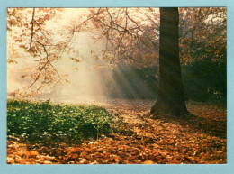 CP Angleterre - Royal Botanic Gardens Kew - Autumn Scene In The Arboretum - London Suburbs