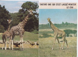 CPA - GIRAFE - LOT DE 2 CARTES - GIRAFES - Girafes