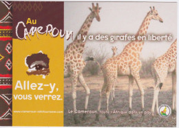 CPA - GIRAFE - CAMEROUN - GIRAFES EN LIBERTE - Girafes