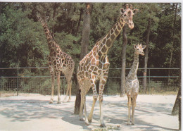 CPA - GIRAFE - GIRAFES ET LEUR BEBE NE AU ZOO - Girafes