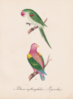 Psittacus Erythrocephalus / P. Garrulus - Prachtlori Chattering Lory Honigpapageien Loris / Papagei Parrots Ps - Estampes & Gravures