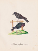 Sturnus Vulgaris - Star Stare Starling / Vogel Bird Oiseau Vögel Bird Oiseux / Tiere Animals Animaux / Zoolog - Estampes & Gravures