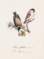 Parus Palustris / P. Ater - Sumpfmeise Marsh Tit Meise Tannenmeise Coal Tit / Vogel Bird Oiseau Vögel Bird Oi - Estampes & Gravures