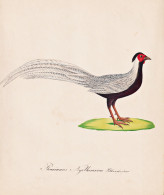 Phasianus Nycthemerus - Silberfasan Silver Pheasant / Vogel Bird Oiseau Vögel Bird Oiseux / Tiere Animals Ani - Estampes & Gravures