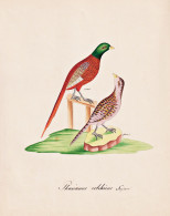 Phasianus Colchicus - Fasan Pheasant / Vogel Bird Oiseau Vögel Bird Oiseux / Tiere Animals Animaux / Zoologie - Estampes & Gravures