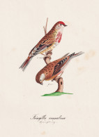 Fringilla Cannabina - Bluthänfling Linnet / Vogel Bird Oiseau Vögel Bird Oiseux / Tiere Animals Animaux / Zo - Estampes & Gravures
