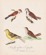 Fringilla Montana / F. Domestica / F. Canaria - Finken Finch Spatz House Sparrow Haussperling / Vogel Bird Ois - Estampes & Gravures