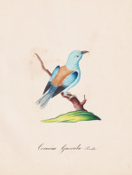 Coracias Garrula - Blauracke European Roller / Vogel Bird Oiseau Vögel Bird Oiseux / Tiere Animals Animaux / - Estampes & Gravures