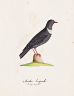 Turdus Torquatus - Ringdrossel Alpenamsel Ring Ouzel Drossel Trush / Vogel Bird Oiseau Vögel Bird Oiseux / Ti - Prints & Engravings