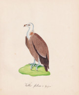 Vullur Fulvus - Gänsegeier Eurasian Griffon Vulture Vultures Geier / Vögel Birds Oiseaux Vogel Bird / Tiere - Estampes & Gravures