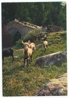 CPSM / CPM 10.5 X 15 Prestige DAUPHINE Troupeau De Chèvres Sur Un Pont De Pierre - Rhône-Alpes