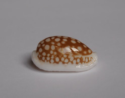 Cypraea Cribraria - Seashells & Snail-shells