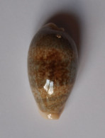 Cypraea Errones - Seashells & Snail-shells