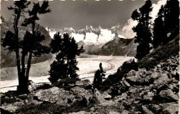 Naturschutzgebiet Aletschwald Am Gr. Aletschgletscher (12340) * 19. 7. 1952 - Riederalp