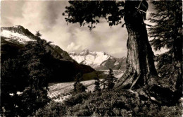 Im Aletschwald Am Gr. Aletschgletscher Bei Riederalp (4981) * 11. 10. 1955 - Riederalp