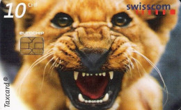 Switzerland: 1999 Löwenbaby Zoo Al Maglio - Sonstige & Ohne Zuordnung
