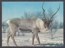 127053/ A Reindeer In Winter Coat, Reinsdyr I Vinterpels - Norvège