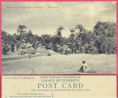Palms In The Botanical Gardens, Malay Man, Singapore_ G R Lambert & Co, Image A304/7_CPA Vintage_(n°PCard569)_cpc - Singapour