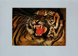 Tigres - Tigers