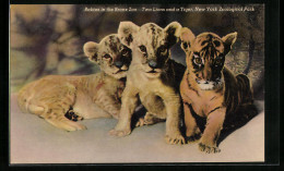 AK Zwei Löwen- Und Ein Tigerbaby Im New Yorker Zoo  - Tigers