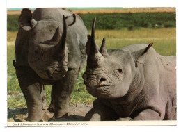 CPM - KENYA - RHINOCÉROS NOIR - Kenia