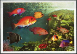 Korea. 2014. Fish (Mint) PostCard - Corea Del Nord