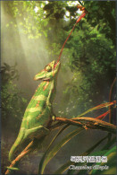 Korea. 2009. Flap-necked Chameleon  (Chamaeleo Dilepis) (Mint) PostCard - Corea Del Nord
