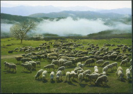 Korea. 2015. Sheeps (Mint) PostCard - Corea Del Nord