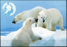 Korea. 2013. Arctic Bear (Mint) PostCard - Corea Del Nord