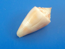 Conus Mindanus Martinique 19mm F+++ N2 - Coquillages