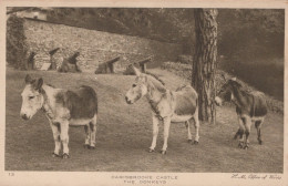 DONKEY Animals Vintage Antique Old CPA Postcard #PAA040.GB - Anes