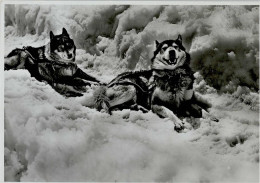 10143151 - Hunde Polarhunde Am Jungfraujoch - Chiens