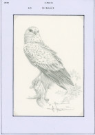 [Feuillet SUP] N° 4030, De Buizerd, Dessin Original D'André Buzin - Projet C. Signé Par L'artiste. UNIQUE - 1985-.. Birds (Buzin)