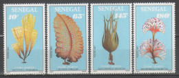 Senegal 1987 - Flore Marine           (g9723) - Vegetazione