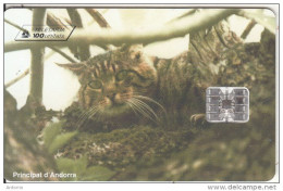 ANDORRA - Wildcat, Chat Sauvage, Tirage 10000, 05/96, Used - Sonstige & Ohne Zuordnung