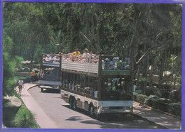 Carte Postale Etats Unis  San Diego  Le ZOO Safari Bus Tour - San Diego