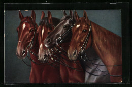 AK Vier Edle Reitpferde Mit Zaumzeug  - Paardensport