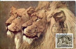 X1107 Germany Ddr Maximum Card 1954 Zoo Berlin,   Lion And Lioness Lowe Und Lowin - Maximum Cards