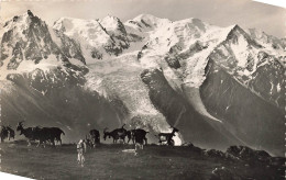 SUISSE - La Praz - Le Massif Du Mont Blanc Vu De Plan Praz -Troupeau De Chèvres - Carte Postale Ancienne - La Praz